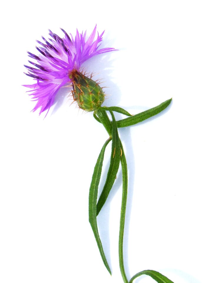 Thistle stem white background