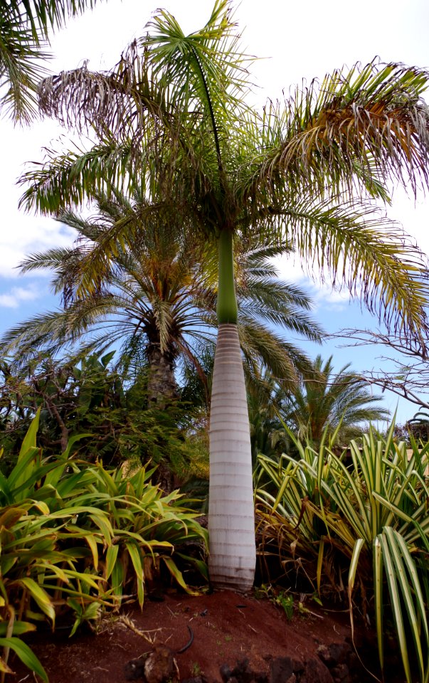 Palmier bouteille