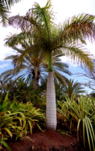 Palmier bouteille photo