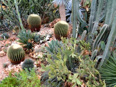 Palmengarten Frankfurt - DSC01733