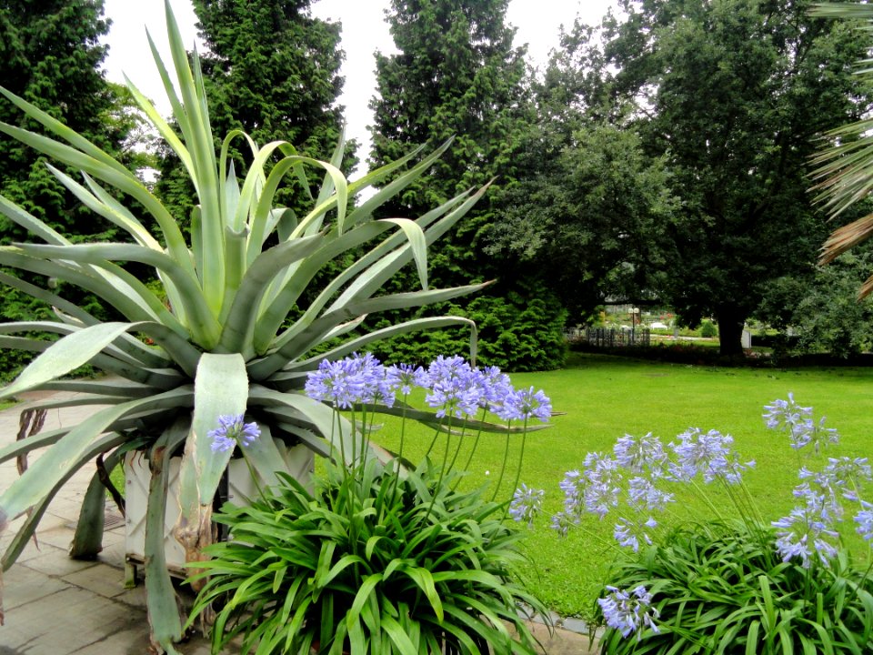 Palmengarten Frankfurt - DSC01654