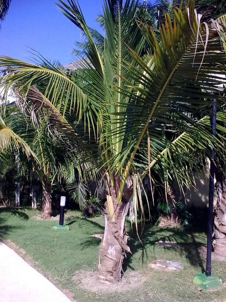 Palm tree Cuba