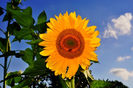 Sunflower yellow nature