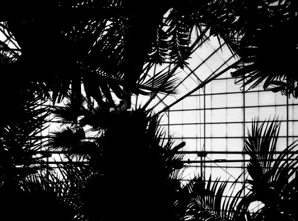 Palm House, Phipps Conservatory, 2014-03-01, bw