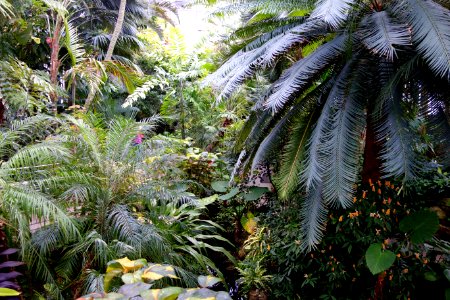 Palm House - Krohn Conservatory - DSC03665