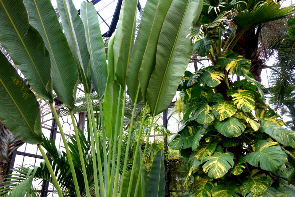 Palm House - Longwood Gardens - DSC01230