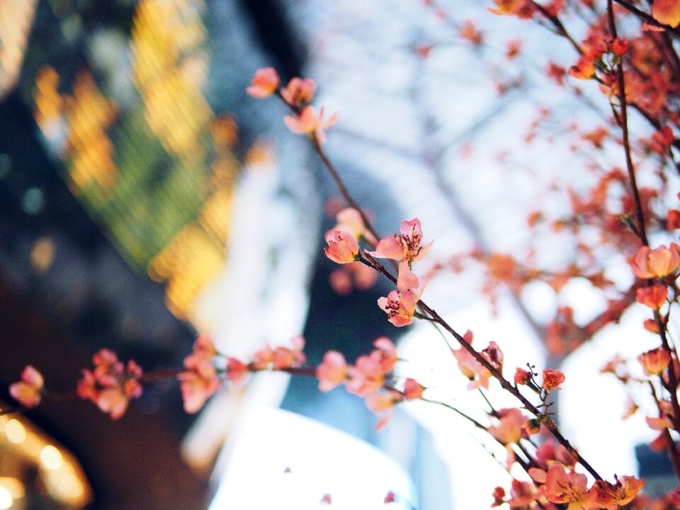 Bloom petal pink