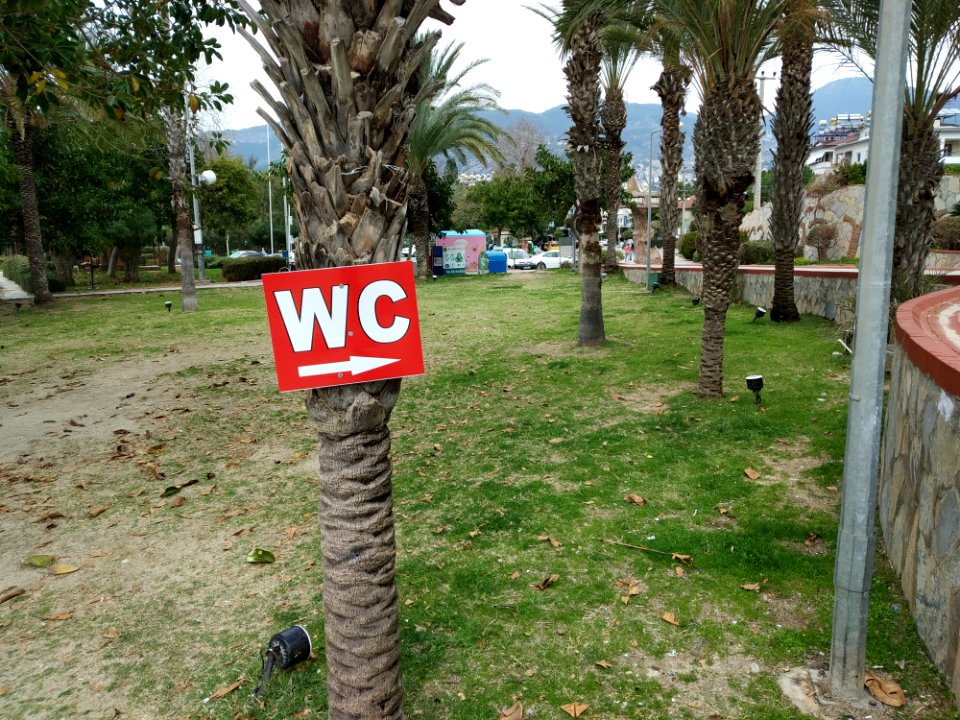 Palmiye ağacında WC tabelası