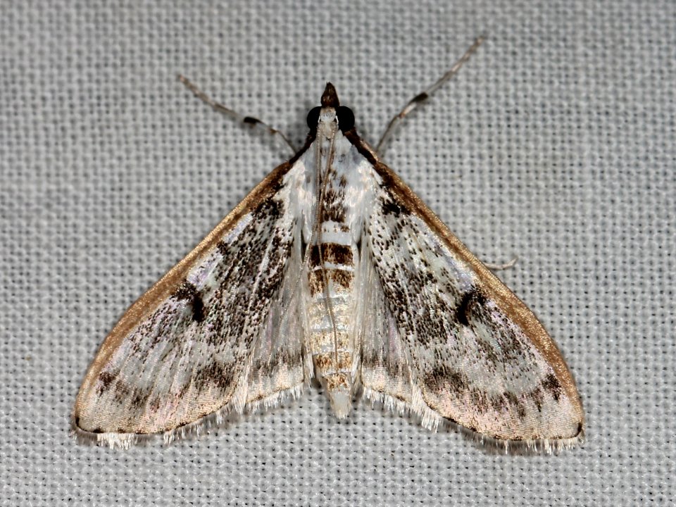Palpita atrisquamalis
