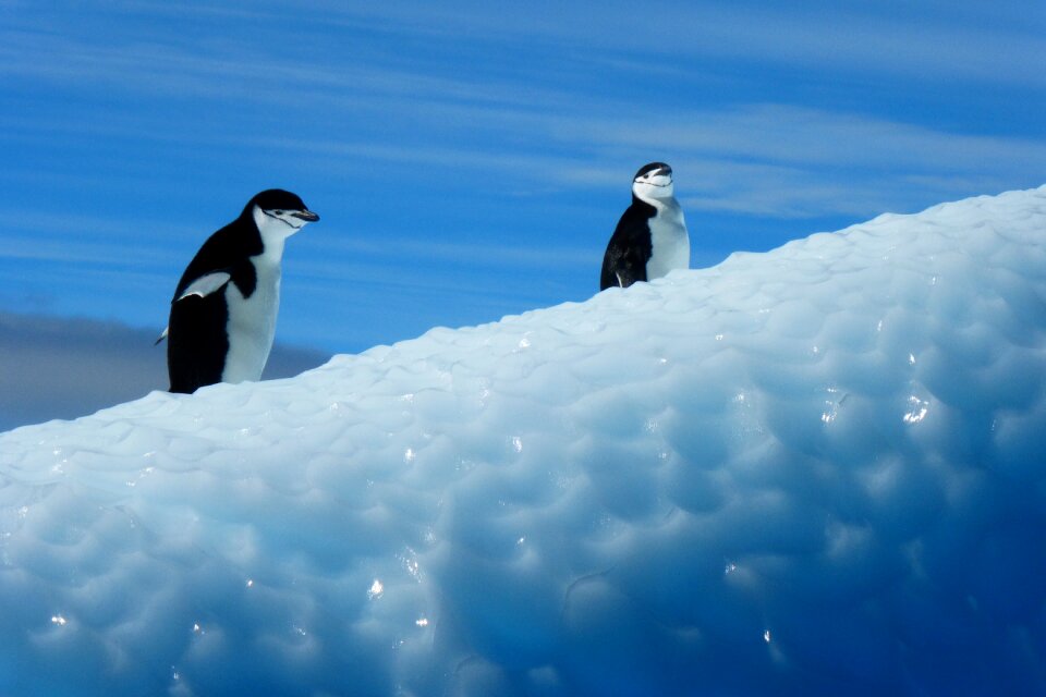 Antarctica birds ice