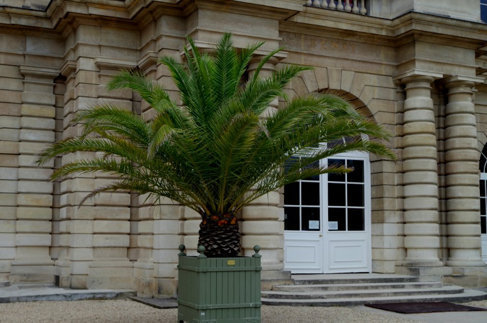 Palmier devant l'entrée du Sénat