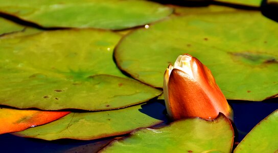 Pond plant aquatic plant pink water lily photo