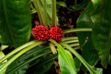 Palisota schweinfurthii, Botanischer Garten Dresden (6)