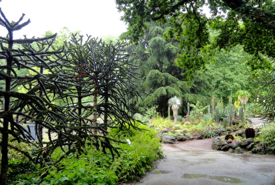 Palmengarten Frankfurt - DSC01769