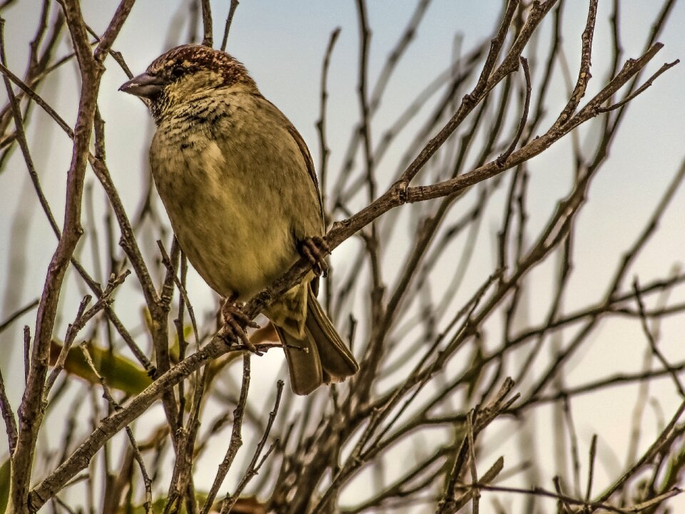 Nature wildlife bird photo