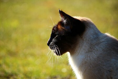 Breed cat mieze cat portrait