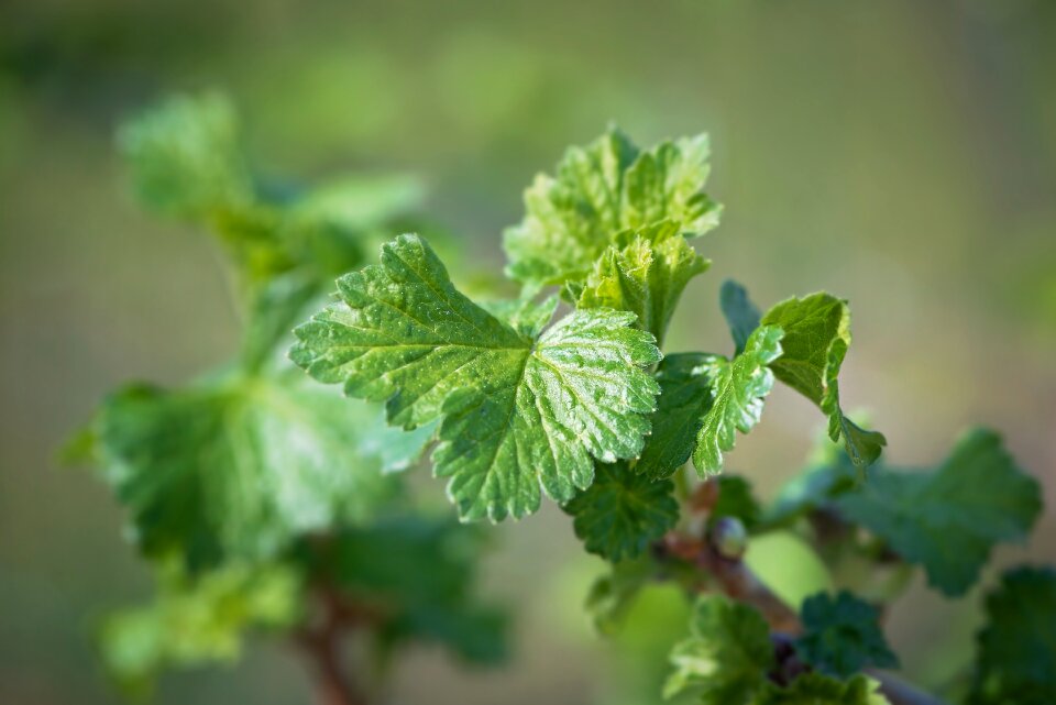 Spring currant plant