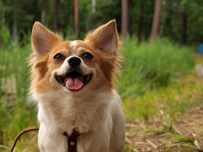 Chihua hua nature animals