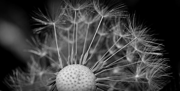 Macro dandelion seeds umbrella