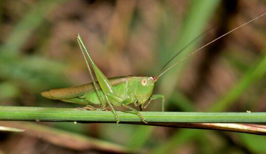Insect green green insect