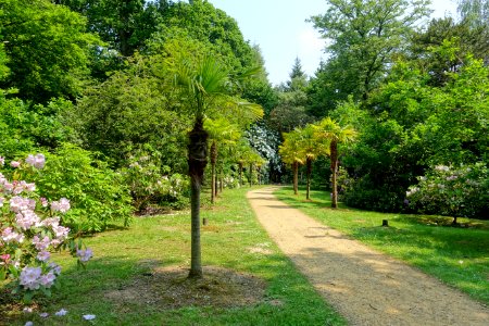 Palm Avenue - Sheffield Park and Garden - East Sussex, England - DSC05634