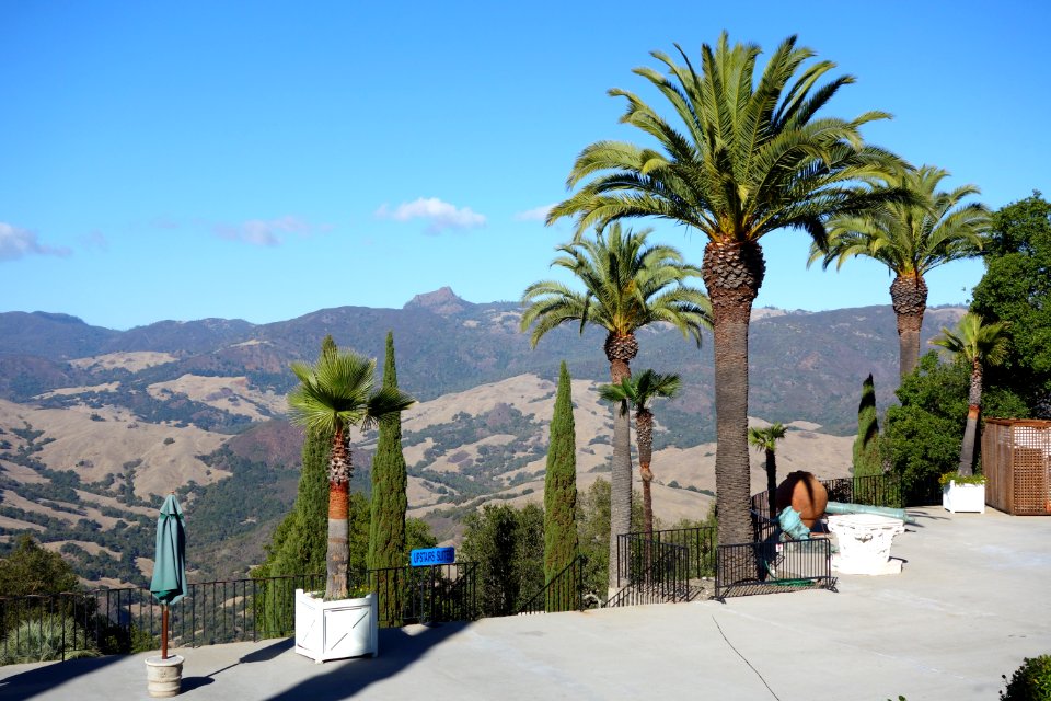 Palms - Hearst Castle - DSC06702