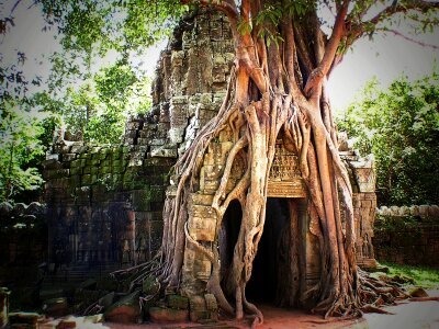 Siem reap temple jungle photo