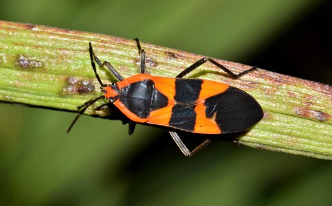Black and orange winged insect flying insect photo