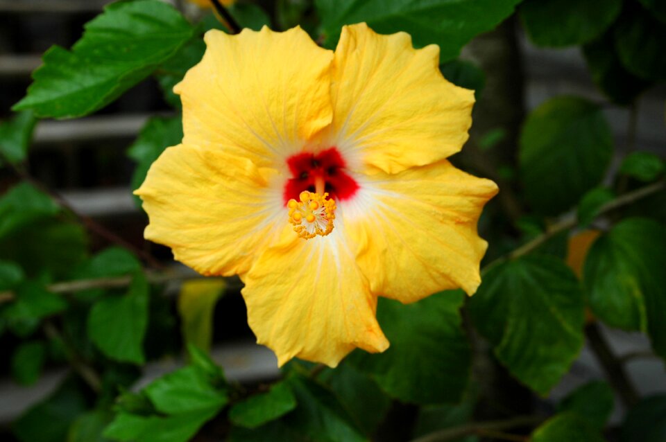 Hibiscus tropical nature