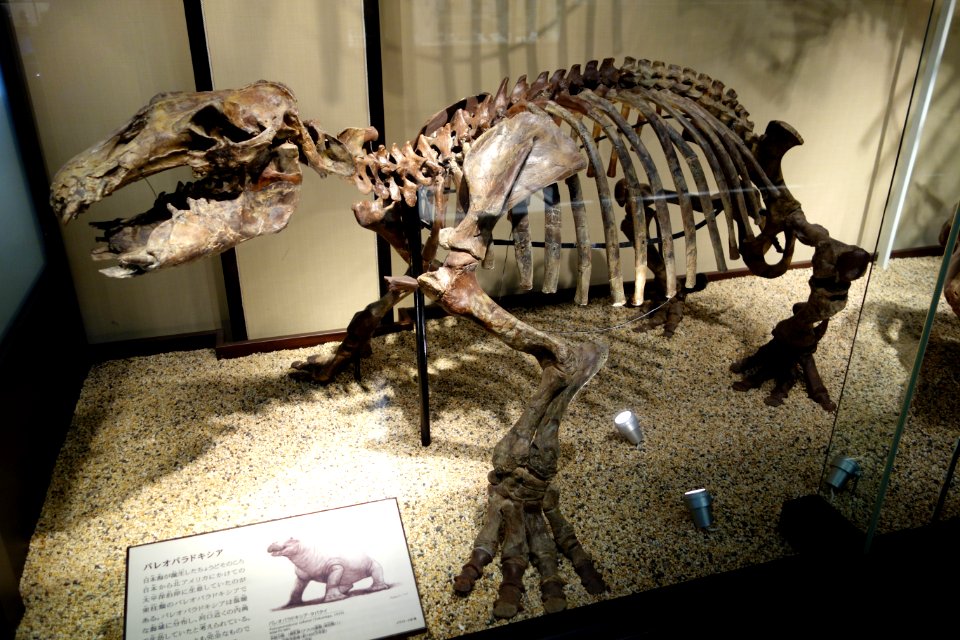 Paleoparadoxia tabatai NSM-PV 5601 - National Museum of Nature and Science, Tokyo - DSC06935
