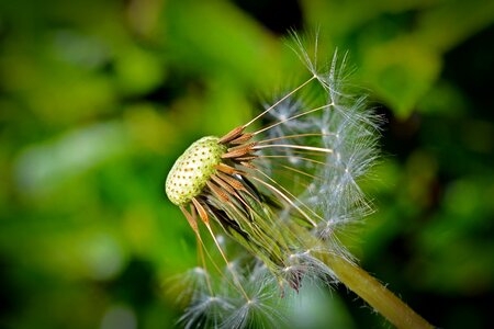 Macro dandelion seeds umbrella