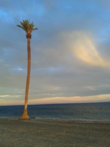 Palmera playa photo