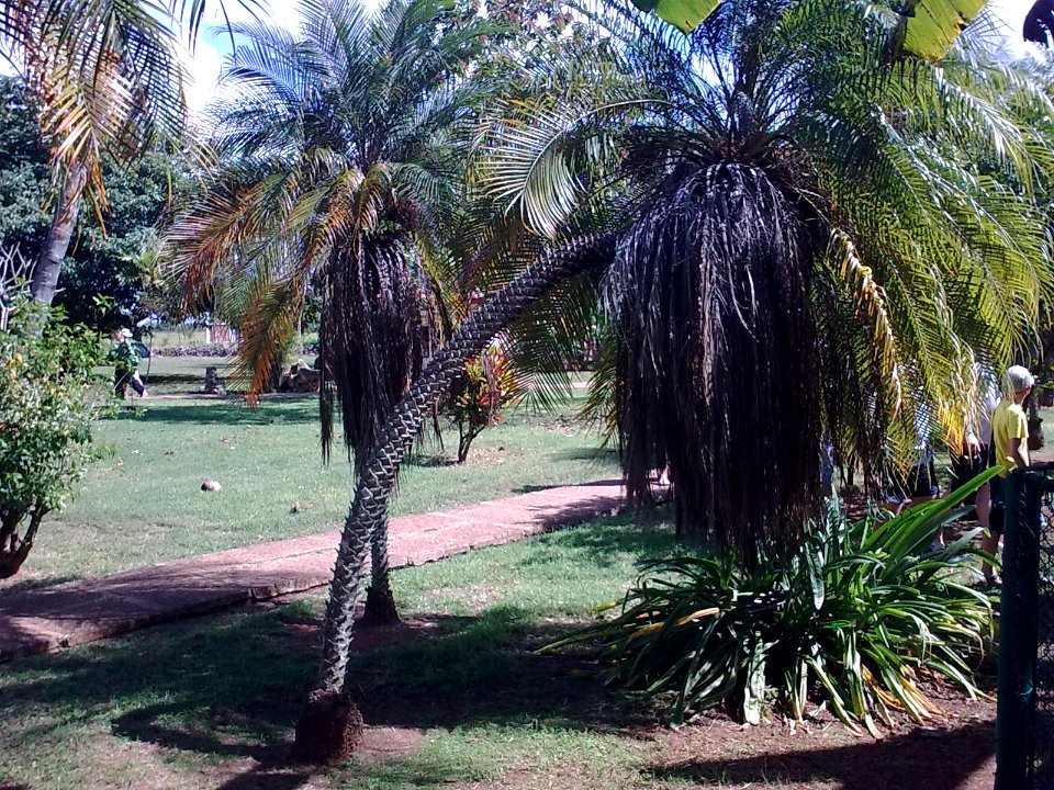 Palmeras4891