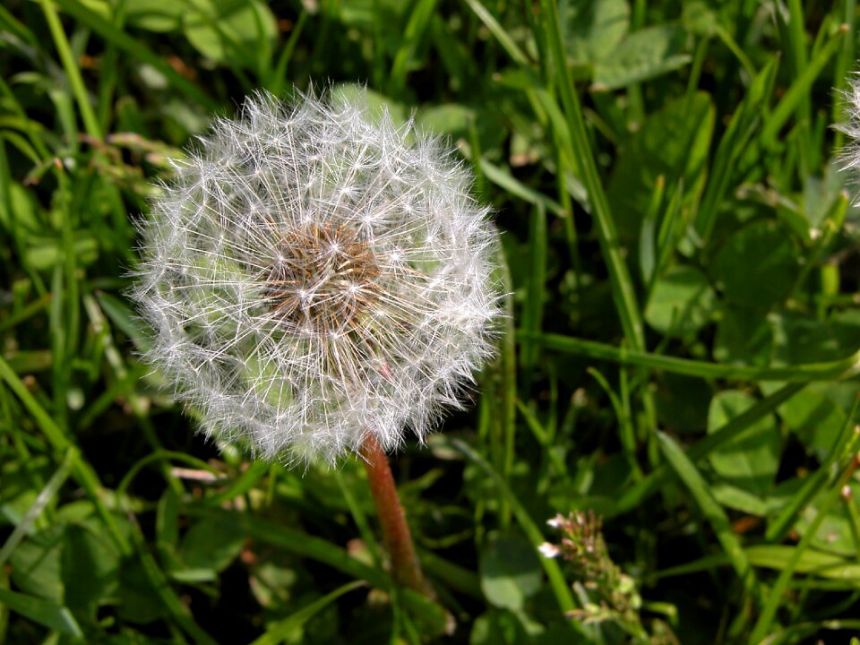 Faded close up nature
