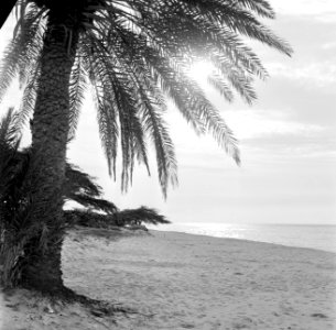 Palm Beach op Aruba, Bestanddeelnr 252-3412