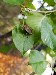 Palomena prasina 55077380