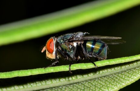 Creature animal insectoid photo