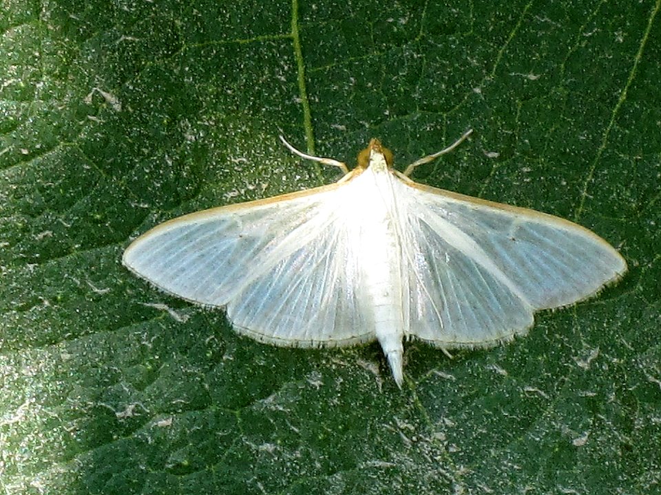 Palpita vitrealis (Pyralis unionalis) (Jasmine moth), Skala Kalloni, Lesbos, Greece