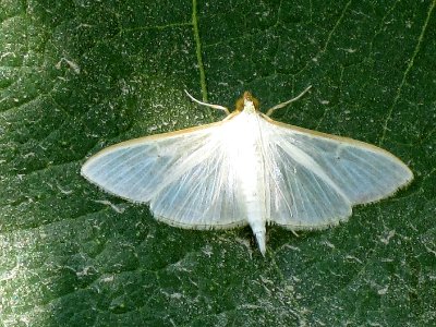 Palpita vitrealis (Pyralis unionalis) (Jasmine moth), Skala Kalloni, Lesbos, Greece