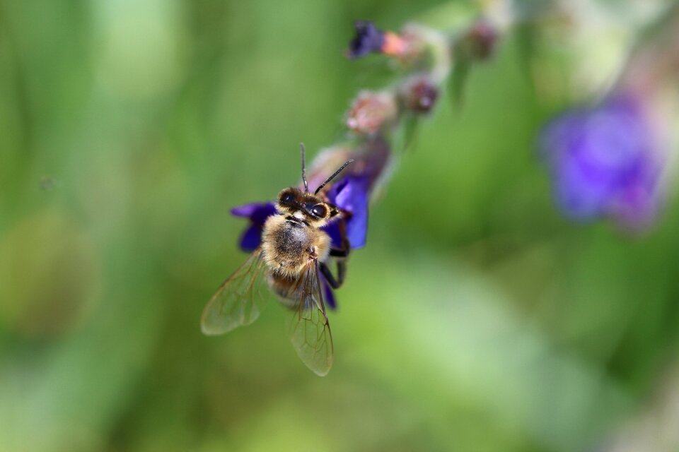 Purple flower pollination pollen collection