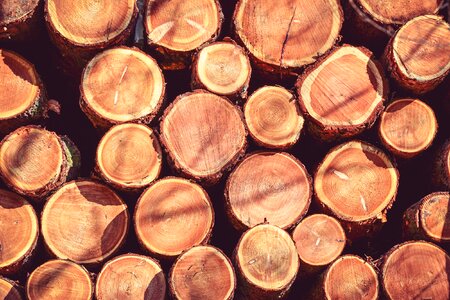 Bark trunk rings photo