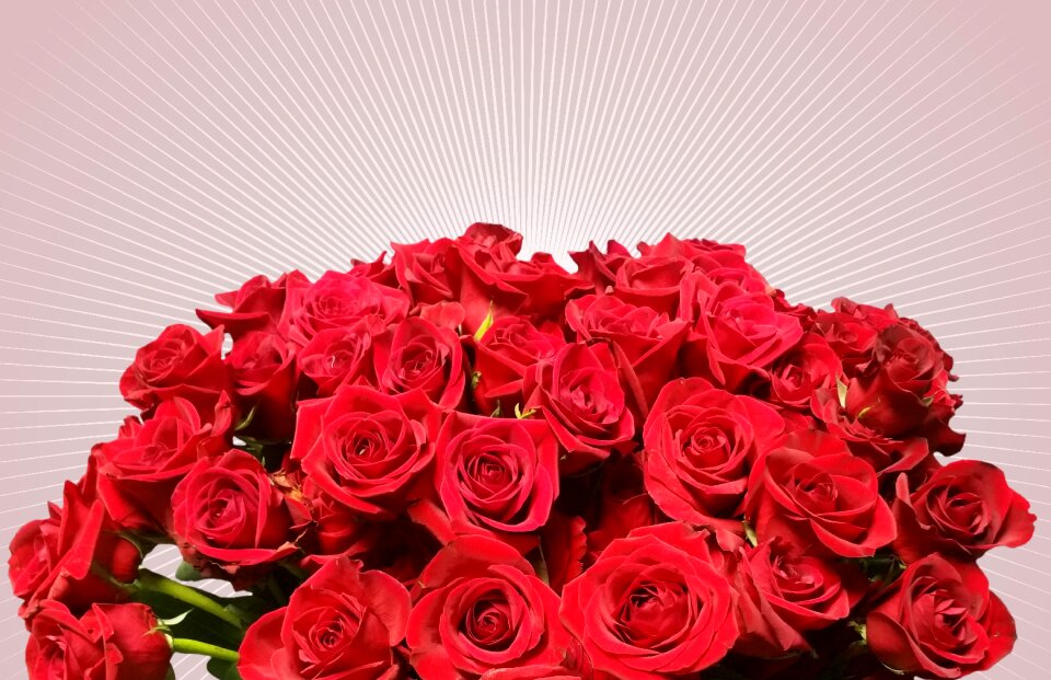 Bloom rose blooms red roses