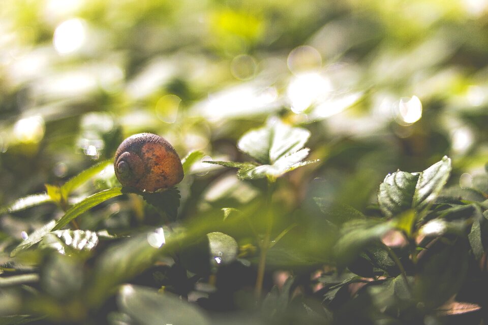 Outdoors plants snail