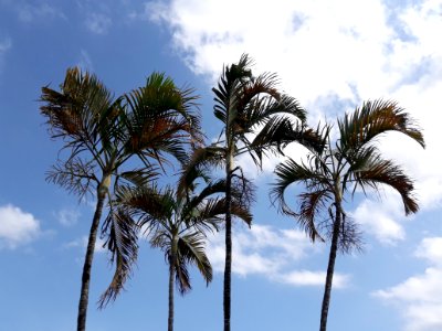 Palm trees in Taubaté, Brazil