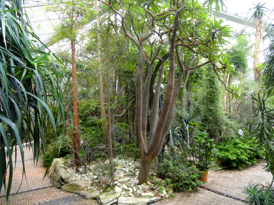 Palmengarten Frankfurt - DSC01659