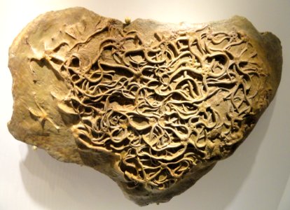 Paleocoma egertoni, brittle stars, Jurassic, Middle Lias Formation, Dorset County, England - Houston Museum of Natural Science - DSC01794