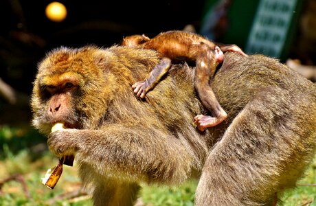 Endangered species monkey mountain salem animal