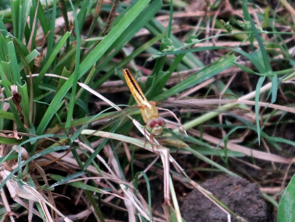 Pantala flavescens, the globe skimmer, globe wanderer or wandering glider