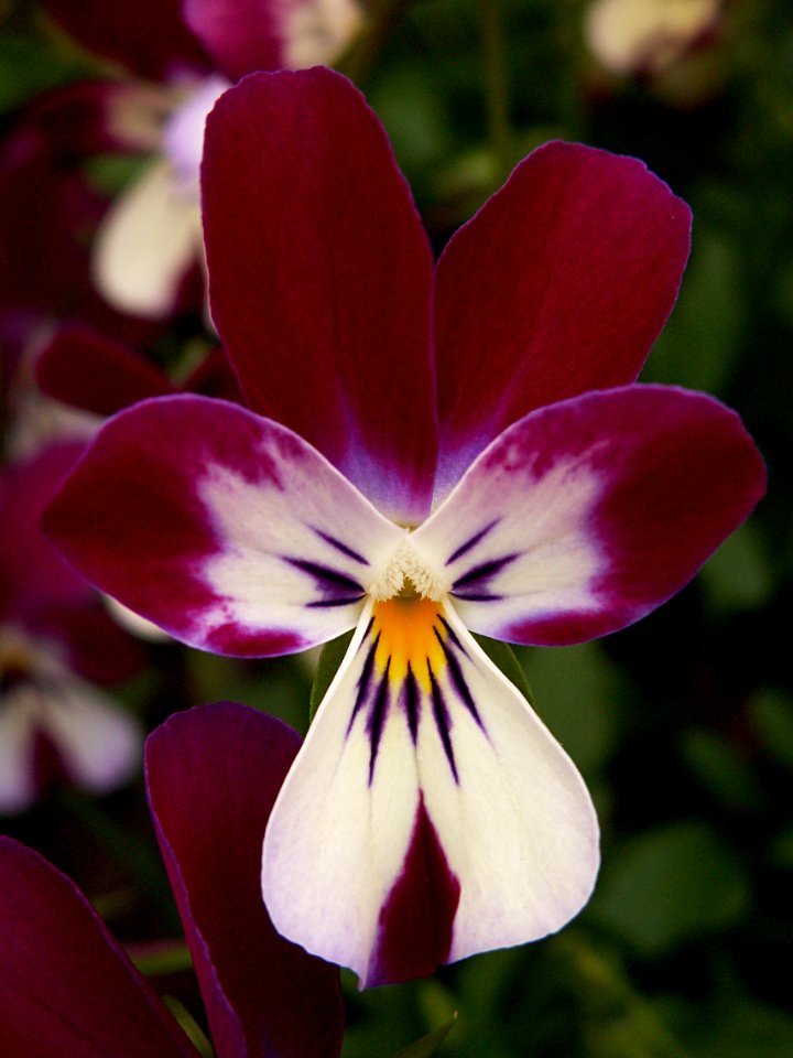 Pansy “Hip Hop Cranbunny,” Phipps Conservatory, 2015-03-25, 02