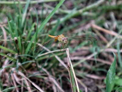 Pantala flavescens, the globe skimmer, globe wanderer or wandering glider 2